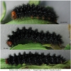 melitaea cinxia larva7after1 volg1